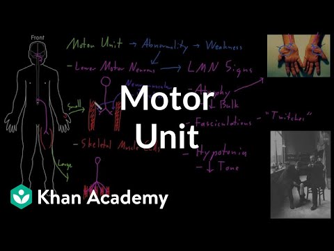 Motor unit | Organ Systems | MCAT | Khan Academy