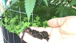 Adding worms to cannabis pots. Why Red Wigglers are beneficial to organic plants!