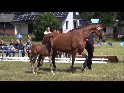 "Elegance CG" - Stutfohlen von First Choice - Ampere - Rubin Royal - Donnerhall