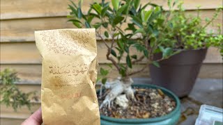 Yemeni Ismaili and The Ficus, Part 2 - CQA 444