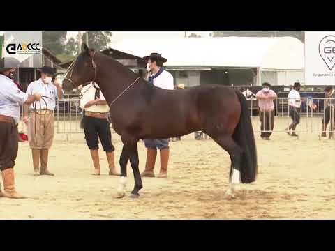 Lote 22   NOMADE DO RIBEIRÃO BONITO