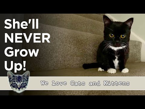 This Cat Will Never Get Bigger Than A Kitten! But She Will Steal Your Heart!