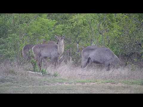 Djuma: Waterbucks and Impalas - 17:41 - 11/04/21