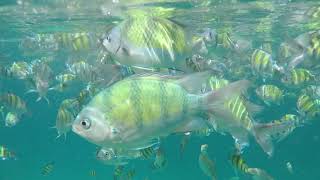 phi Phi Islands 2019