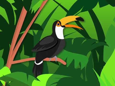 VDYCD Toucan Exotique Slowed + Reverb