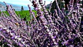 preview picture of video 'Bee's gather pollen - Greata Ranch Okanagan Estate Winery Vineyard BC'
