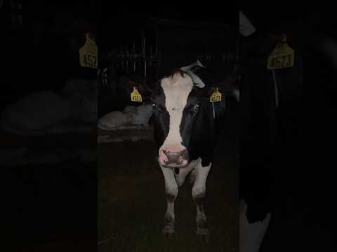 De volta na silagem, hoje em Orizona Goiás #all #automobile #agro