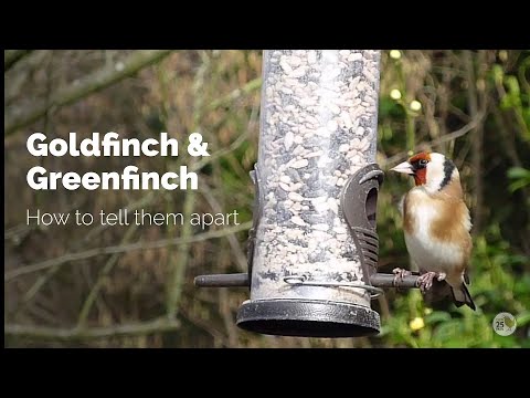 BTO Garden BirdWatch - Telling apart Goldfinch and Greenfinch