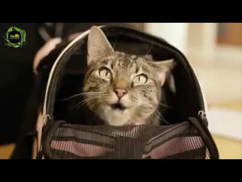 Gotabaya  vs sajith (Dogs vs Cats)