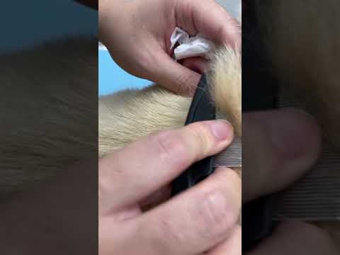 ノミはどのように繁殖するのでしょうか?