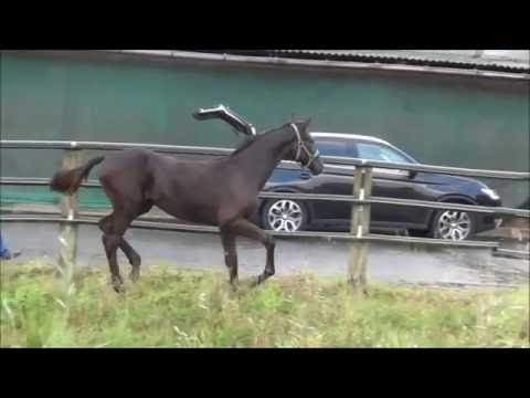 *2016 Hengst von Finest - Alabaster  SOLD