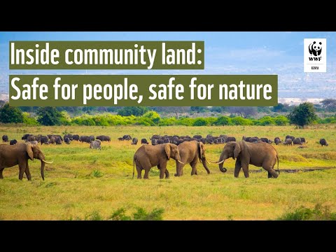 Help Prevent Human-Wildlife Conflict in Kenya