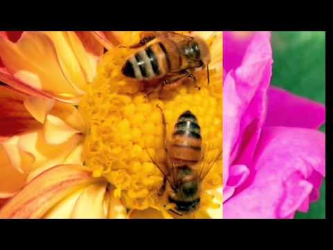 2015 Sutter Bees Sihaam and Anu