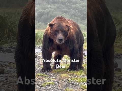 Giant #Alaskan #Brownbear 1000lbs.  #alaska #bear #bearviewing #brownbears  #katmai @nathab