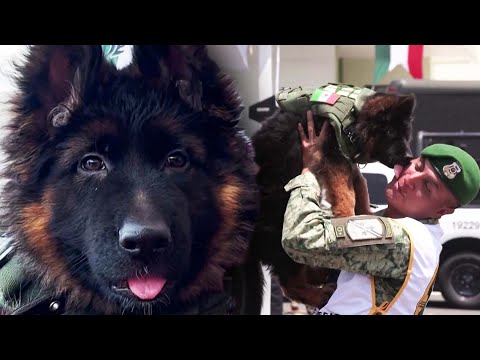 3-Month-Old Puppy Given to Mexico as a Gift From Turkey