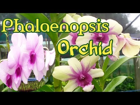 PHALAENOPSIS Orchid TOUR 2022 // Phalaenopsis blooms