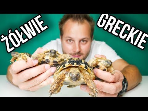 CIEKAWOSTKI O HODOWLI ŻÓŁWIA GRECKIEGO W DOMU