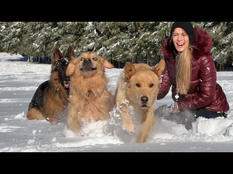 My Dogs React to Their First Snowfall (Cute Reaction)