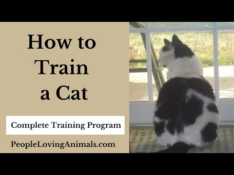 How to Train a Cat - Complete Training Program