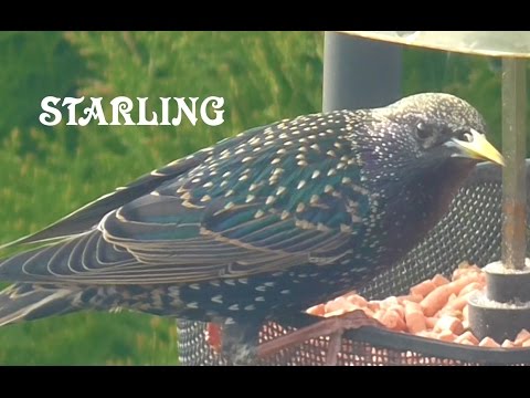 Starling - Join the RSPB Big Garden Birdwatch 2017