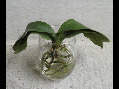 Rejuvenation of Dehydrated Phalenopsis Orchid