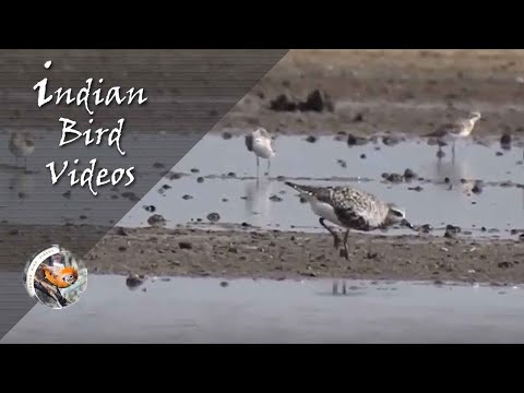 Kulík bahenný (Pluvialis squatarola) — Grey Plover v prirodzenom biotope