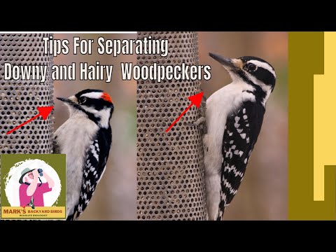 Separate Downy and Hairy Woodpeckers In Just 5 Minutes