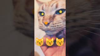 2026/5/12_73 貪吃SV #橘ひなの #橘貓 #橘猫 #貓咪日常 #cat #cute #貓貓日常 #貓貓