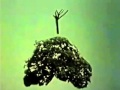 Classic Sesame Street Stem And Bush Arabic