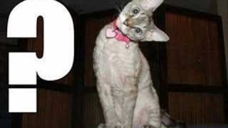 Jag är tokig i majs!