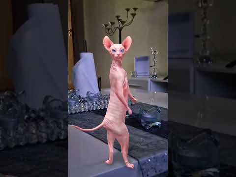 #catdance bara bara bara #funny #cat #shortsvideo