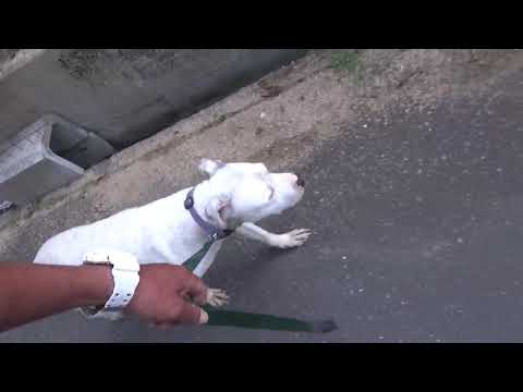 アメリカン・スタッフォードシャー・テリアのしつけ