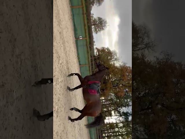 Gelding Selle Français For sale 2021 Bay