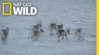 Drone Video Captures Caribou From the Air | Nat Geo Wild by Nat Geo WILD