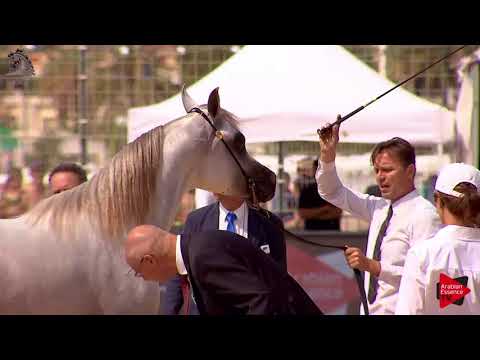 N.117 MURANAS ADL - Menton 2018 - 2 Years Old Colts (Class 7)