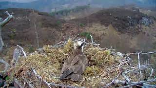 Download lagu Goyangkan bulu ekornya mp3