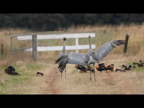 Dancing Brolgas || ViralHog