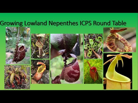Growing Lowland Nepenthes ICPS Roundtable