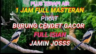 Download lagu 1 jam full suara pikat/masteran burung cendet   terapi air#burungcendet mp3