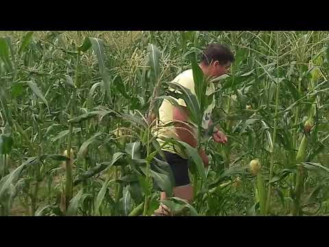 Dumbrăveni jud.Vaslui