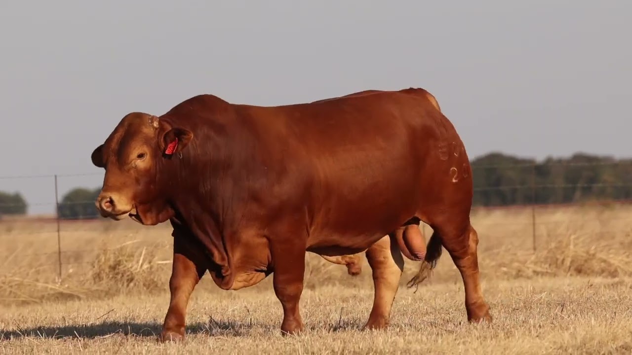 Lot 62 | HS23-534 | Bespreking