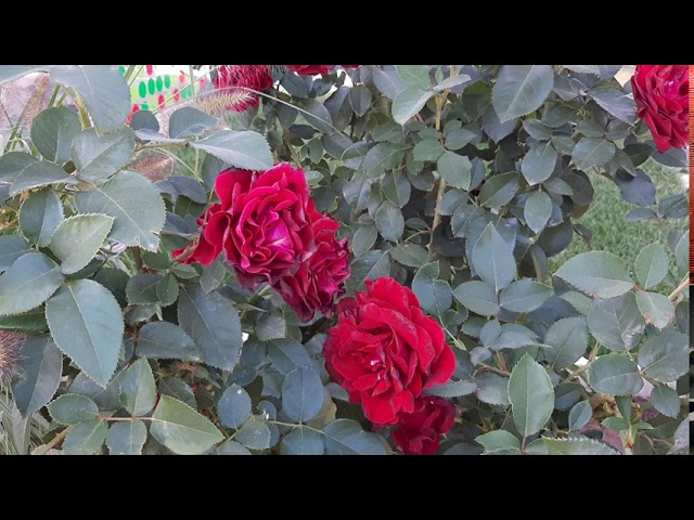 Роза Омаж а Барбара/ Hommage a Barbara/Delbard 2004г.