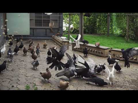 Niski Pigeons Slowmotion