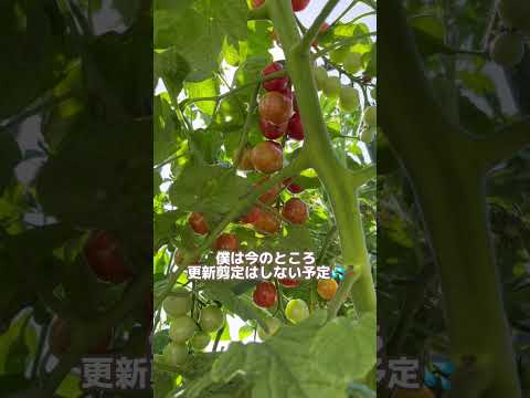 ジューシーな果実を得るためにトマトの植物をいつ、どのように正しく剪定すればよいでしょうか?  庭園