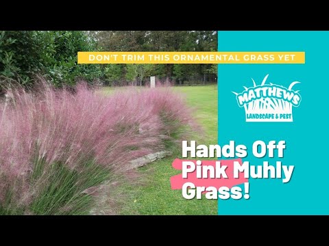 Hands Off Pink Muhly Grass!