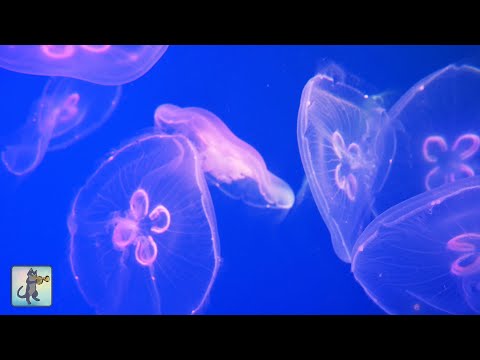Beautiful Jellyfish Aquarium ~ Relaxing Music for Sleep, Study & Meditation • 4K