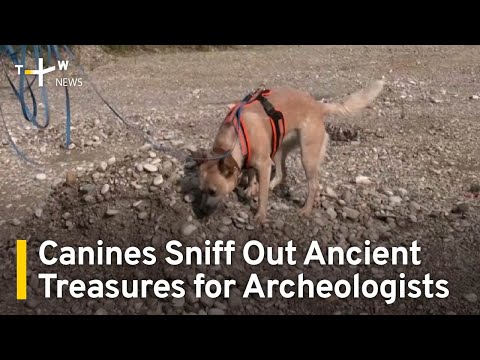 Canines Sniff Out Ancient Treasures for Archeologists | TaiwanPlus News