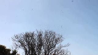 Starling ? murmuration Twelve Apostles, Great Ocean Road, Australia 2014