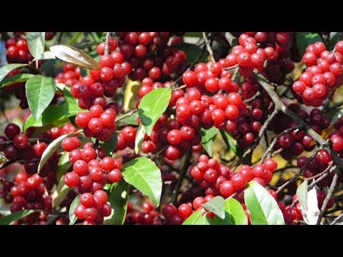 Berry picking and foraging - Survival food: Autumn olives - How to make Autumn olive jelly.