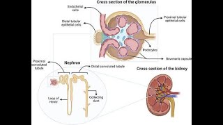 Tubuloendothelial or Tubular Endothelial cell inclusions or  tubuloreticular inclusions